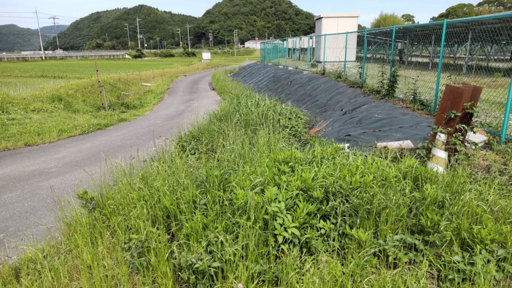 大量に生えています