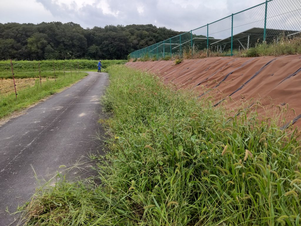 京丹波、刈払い前