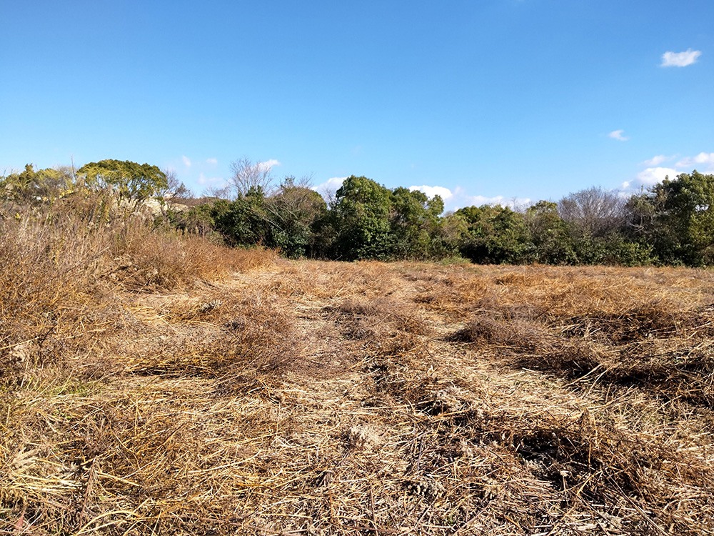 除草作業後